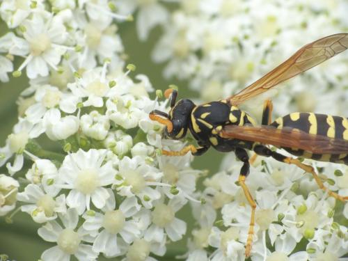 Réf. 275 032 : Polistes dominula